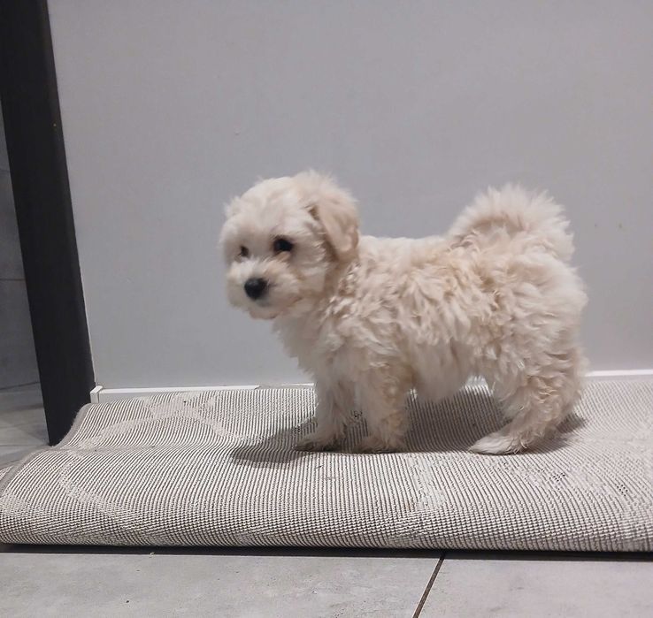 Szczeniaczek maltipoo