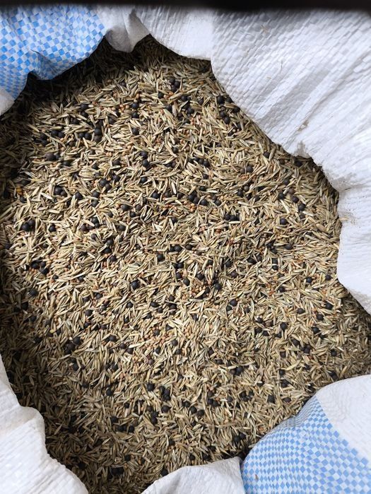 Mieszanka traw gorzowska wysyłam