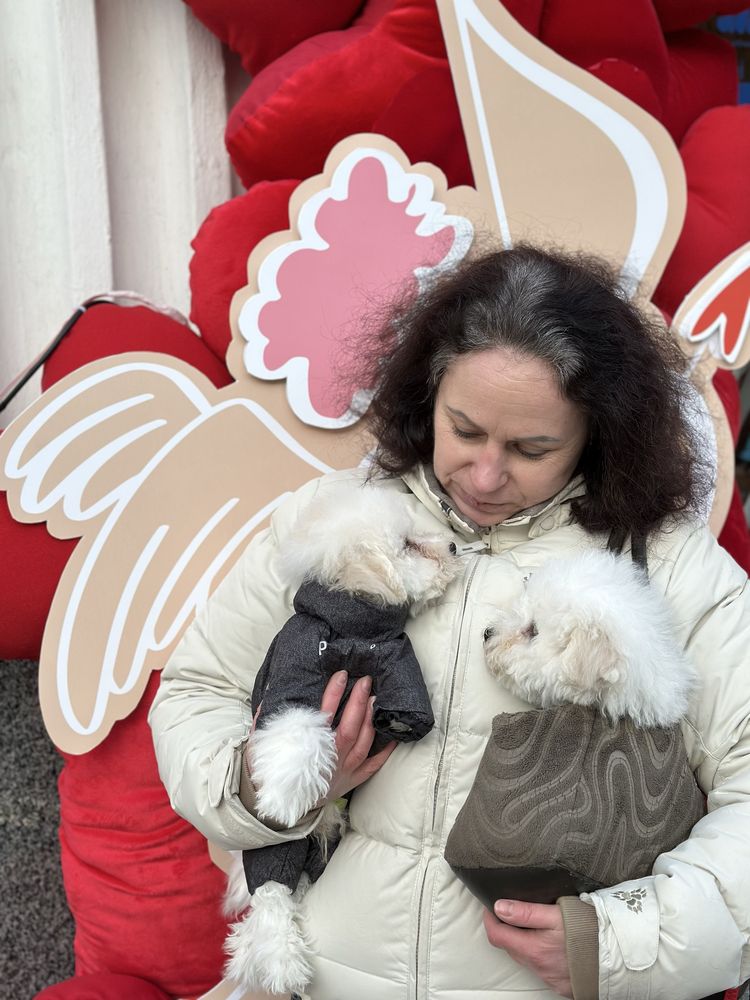 Bichon Frise(Бішон Фрізе)