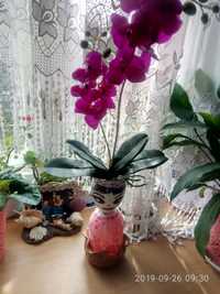 орхидея искусственная из латекса