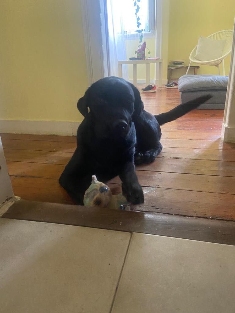 Cão Labrador pra adopção