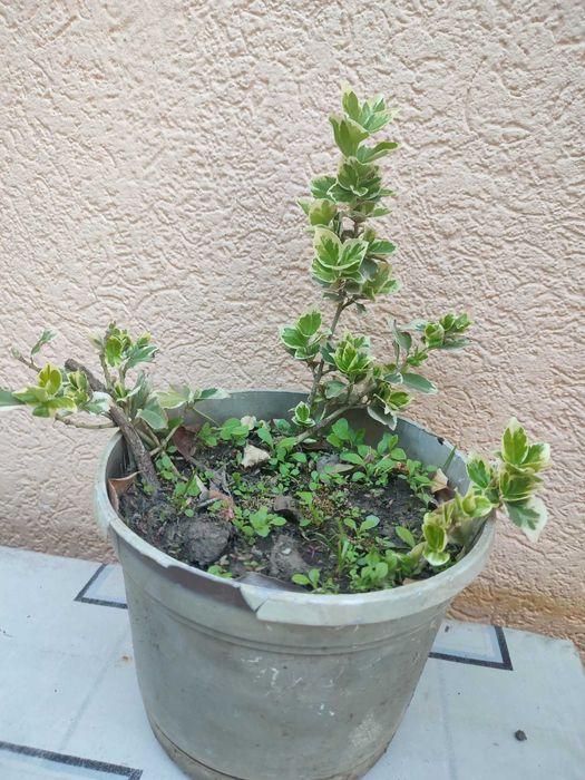 бересклет     кущ