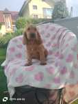 Cocker Spaniel Angielski