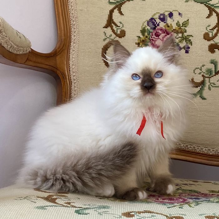 Piękna koteczka ragdoll hodowlana