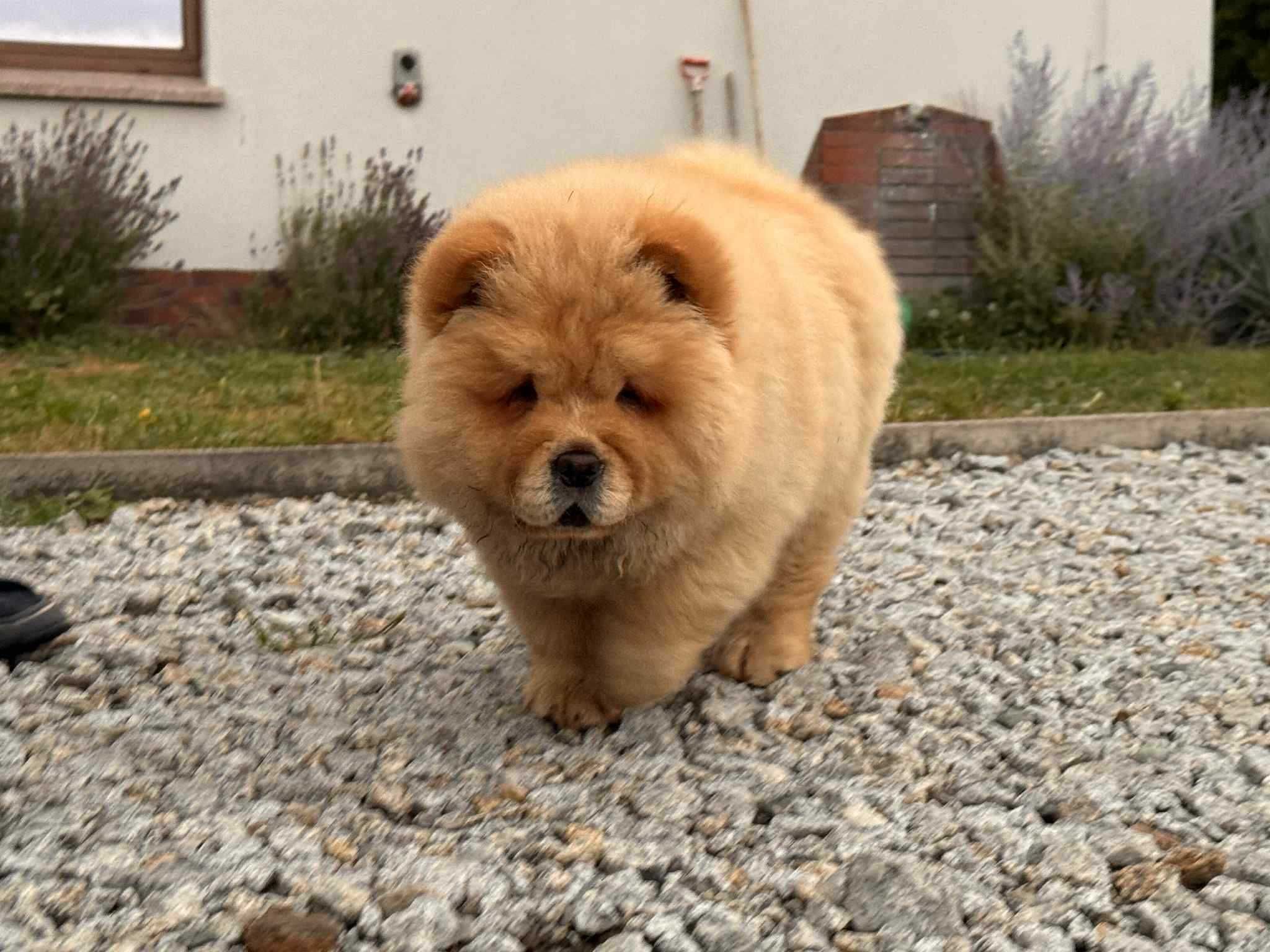 Chow chow ruda suczka