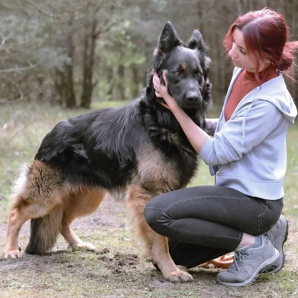 Owczarek niemiecki do adopcji