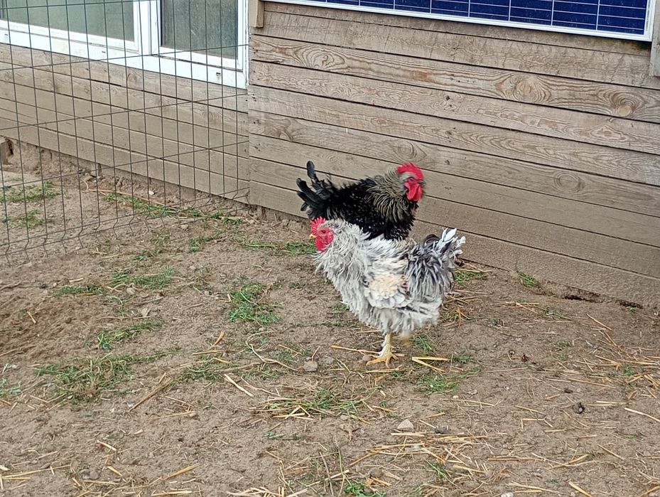 Koguty-sprzedam różne