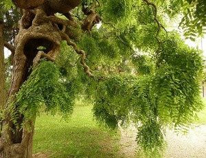 PEREŁKOWIEC JAPOŃSKI Miododajny - sadzonki 50cm w doniczkach