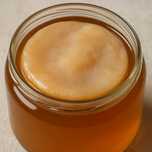 Grzyba kombucha SCOBY grzybek herbaciany wysyłka