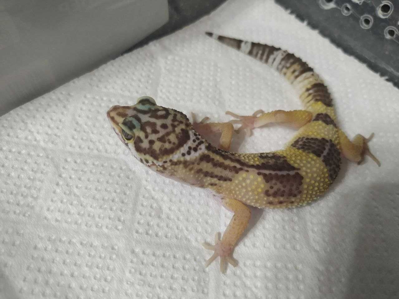 Эублефар Tremper Albino 66% het Eclipse. самка