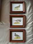 3 gravuras de patos