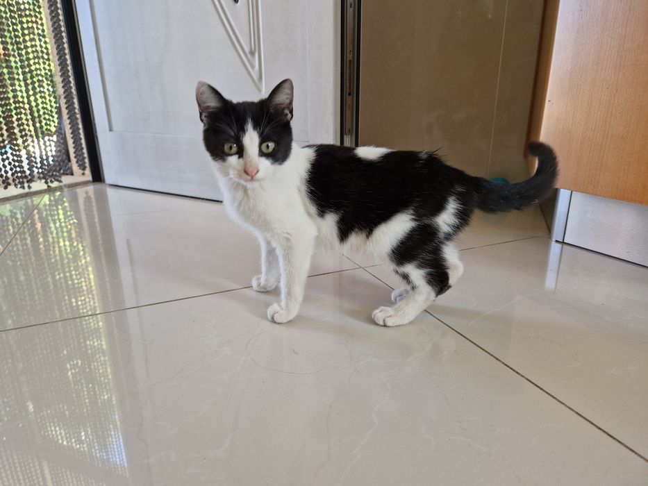 Gato para adoção com cerca de 5 meses
