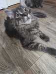Maine Coon kocięta