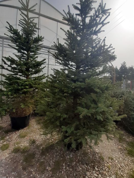 Duży  świerk srebrny  kłujący w donicy