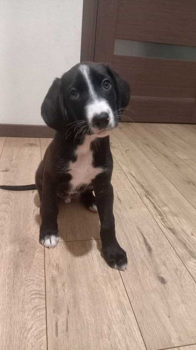 Цуценята метис спаніеля і естонської гончої