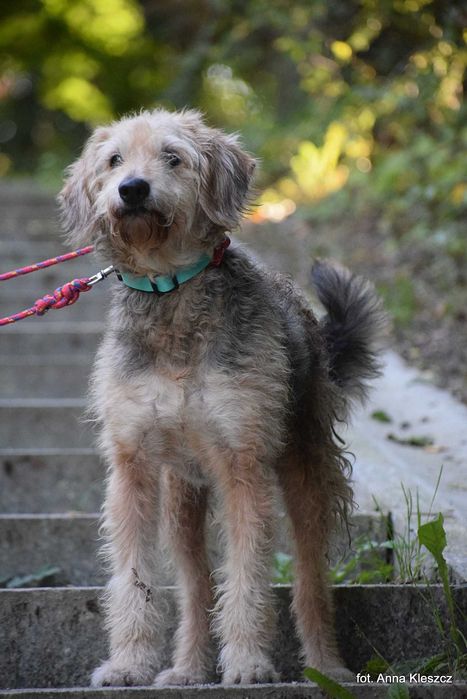 Taco – 10-letni terier, 17 kg, szuka spokojnego domu