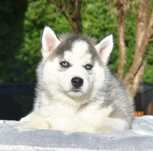 Siberian Husky, niebieskooki biało-czarny chłopiec, ZKwP / FCI