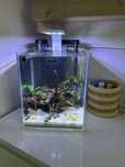 Krewetkarium super zestaw z krewetkami