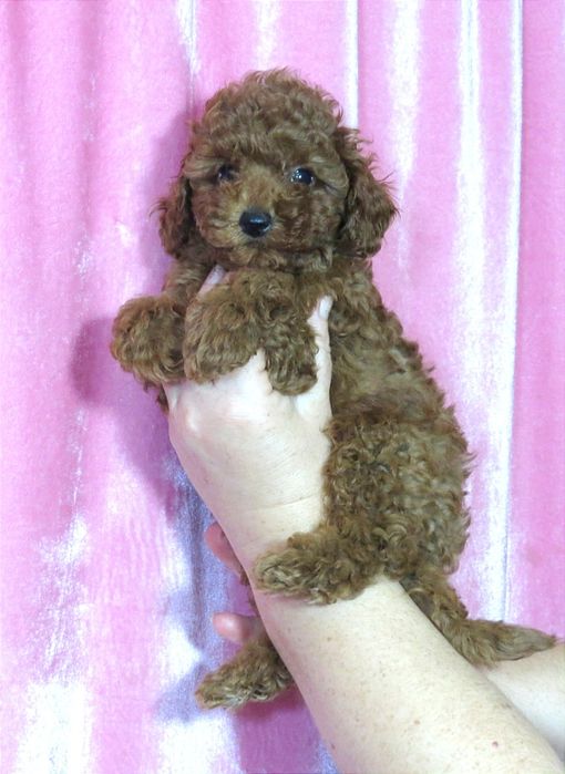 Той Пудель ред Браун з документами клубу ККУ