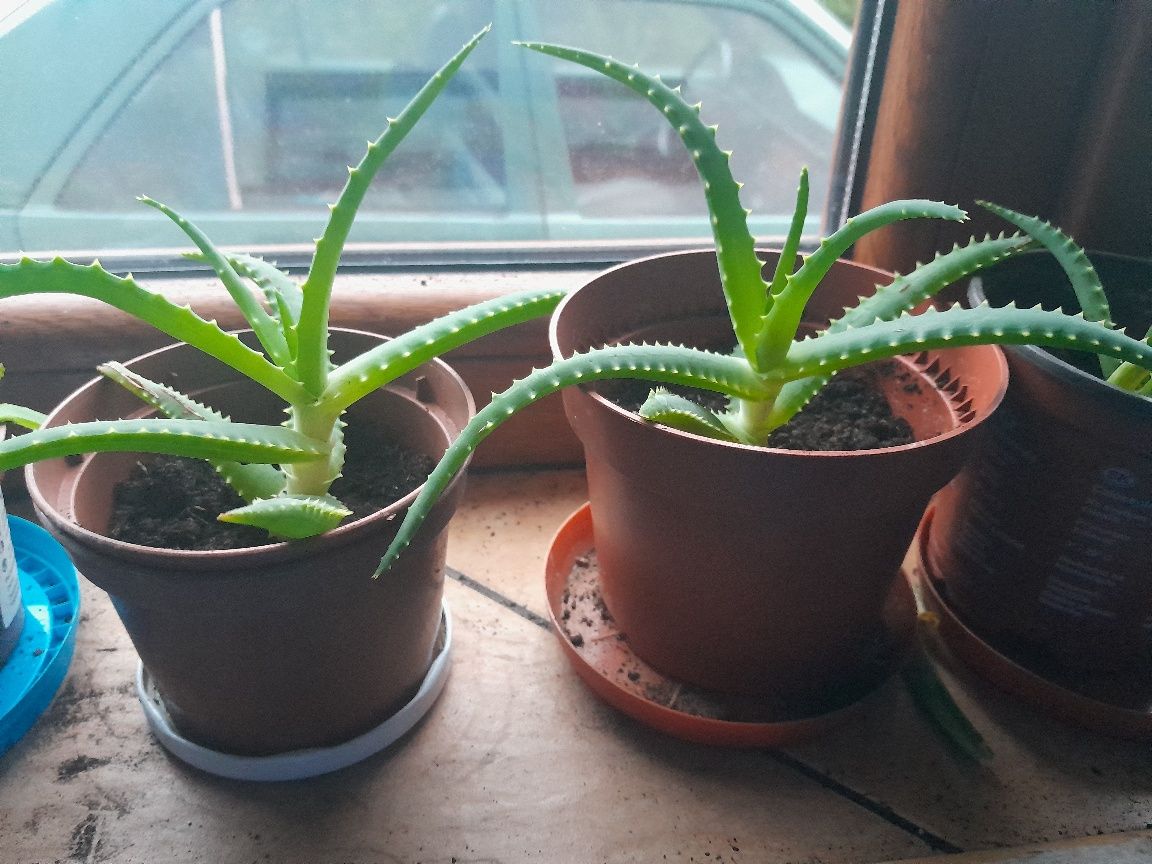 Aloes w niskiej cenie