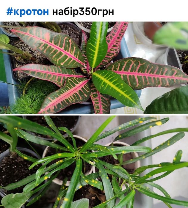 Хамедорея меса китайська