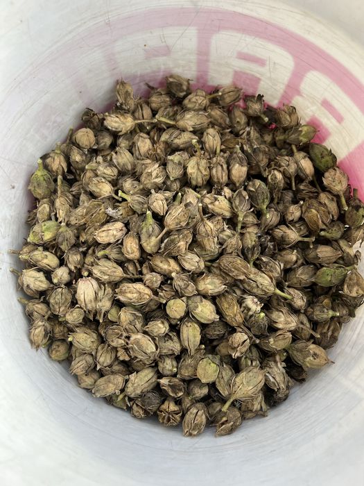 Насіння гібіскуса