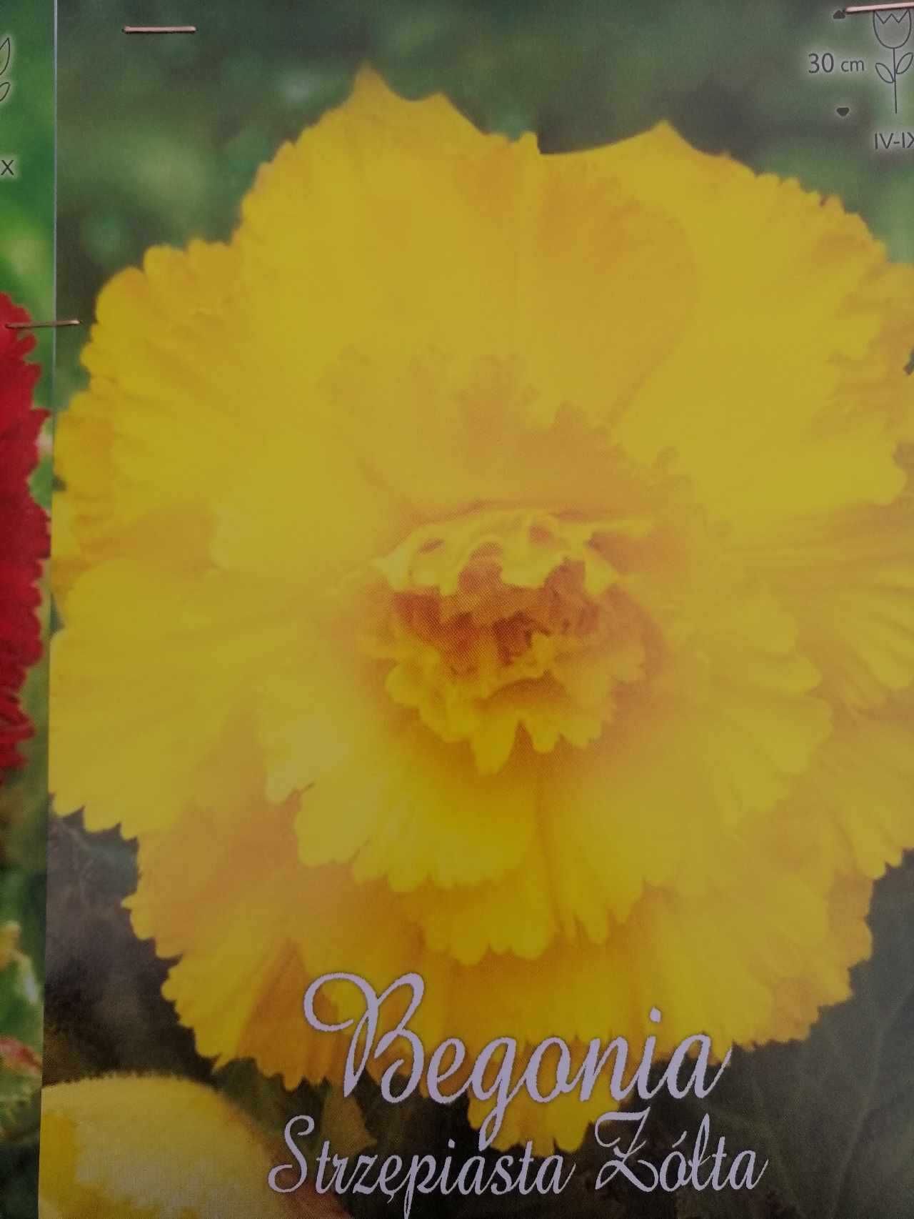 Cebule begonii, bardzo duże i zdrowe, z paszportami fitosanitarnymi