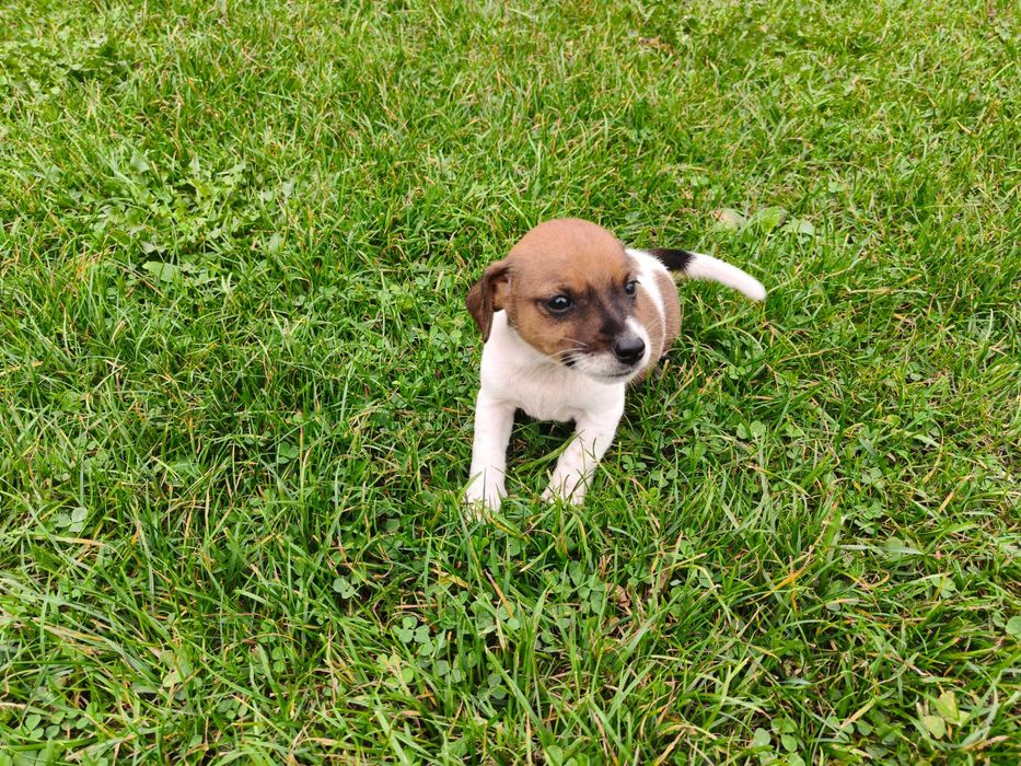 Jack Russell Terrier Suczka