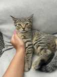 3 miesiące, kotki, kocurki, szczepione do adopcji