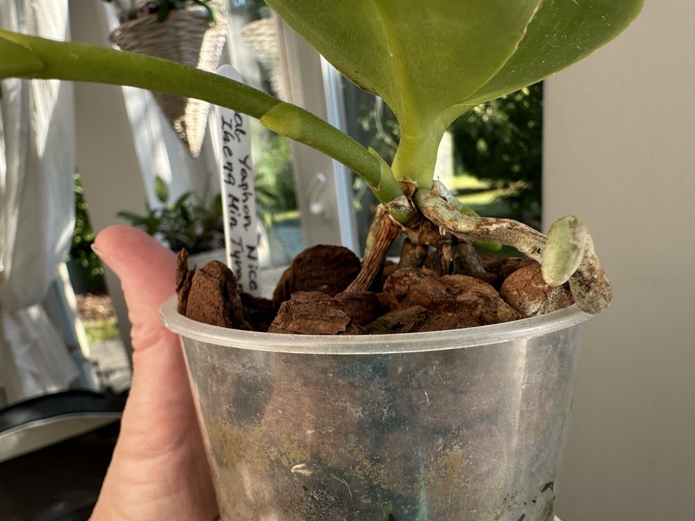 Phalaenopsis Yaphon Nice Girl x Zheng Min Tyrannosaurus
