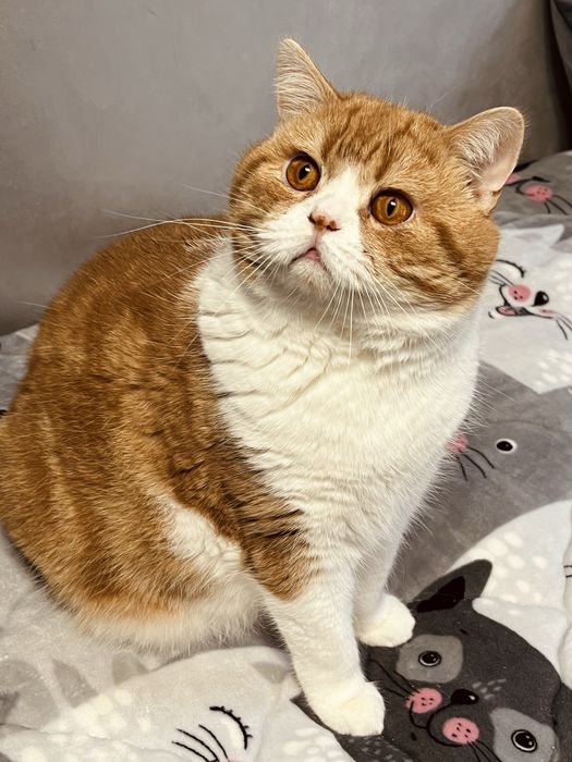 Страйт, шотландський котик.