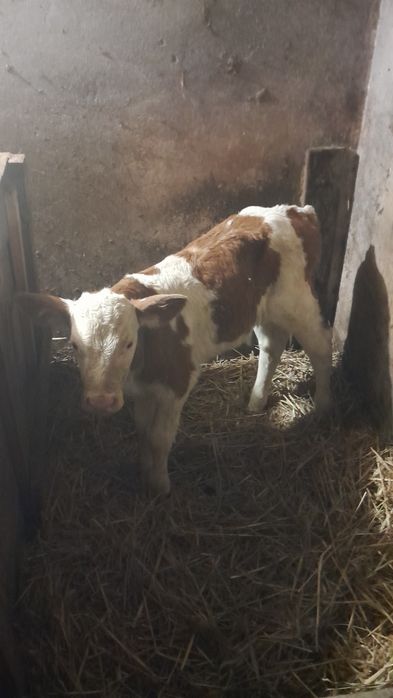 Szprzedam byczka rasy simental