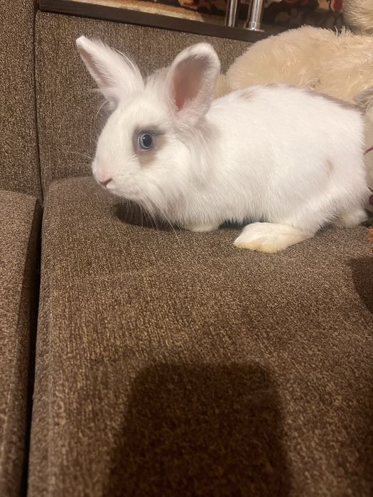 Віддам декоративного кролика в добрі люблячі руки