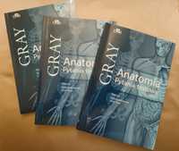 Gray anatomia pytania testowe