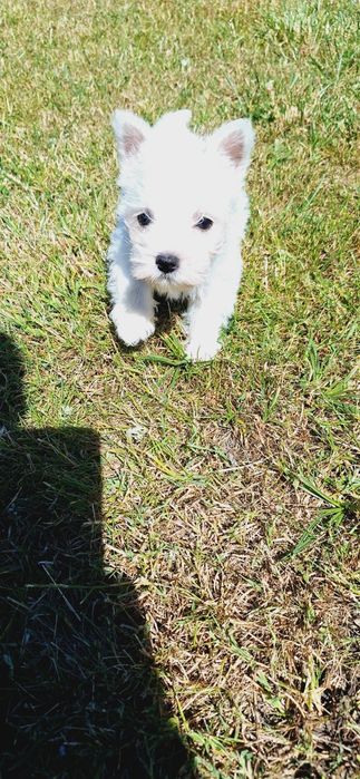 West Highland White Terrier