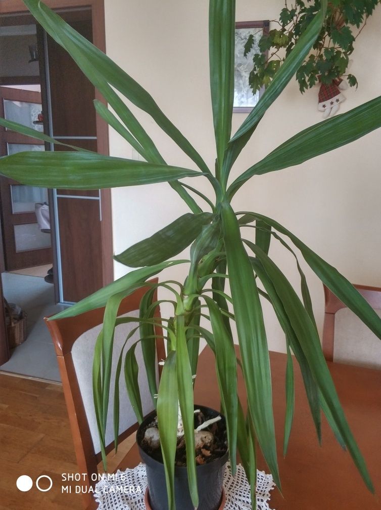 Dracena roślina doniczkowa.