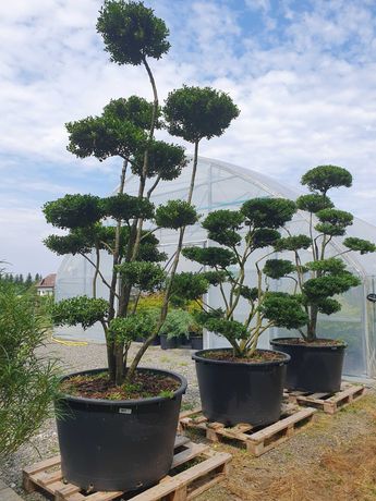 Ostrokrzew Bonsai Niwaki Ilex