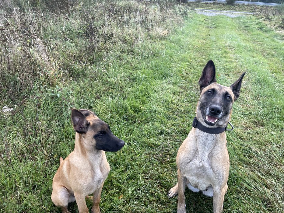 Owczarek belgijski Malinois FCI
