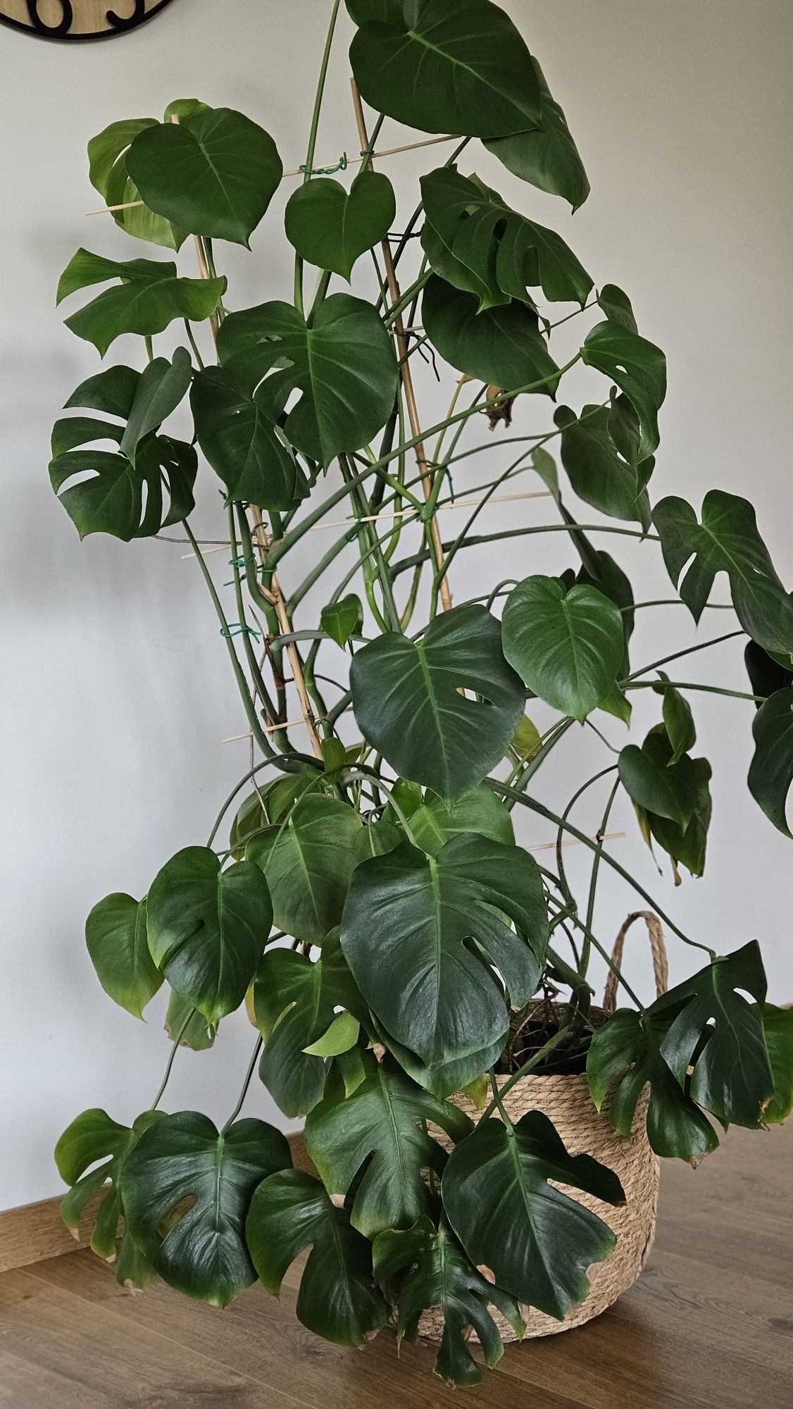 Monstera dziurawa duża