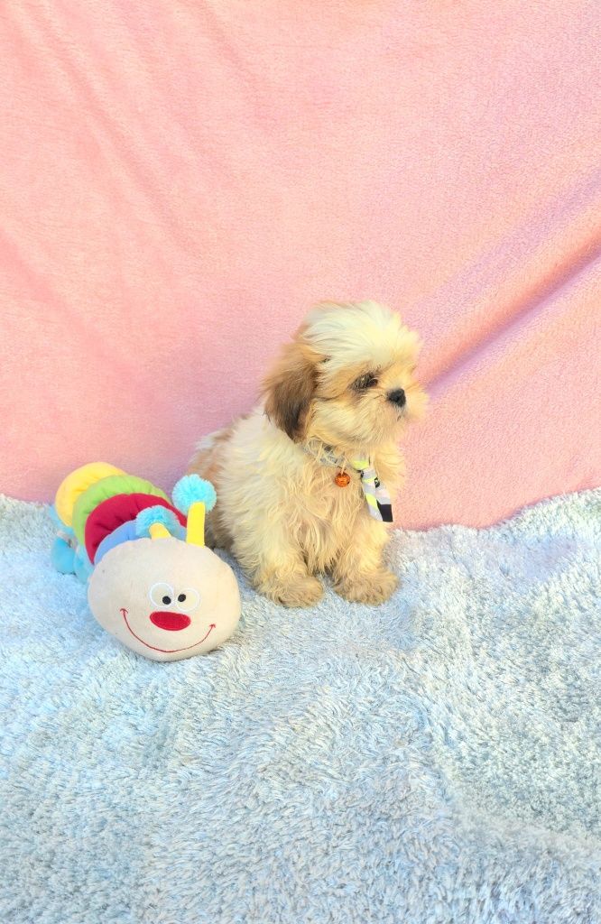 Shih-tzus excelente exemplar