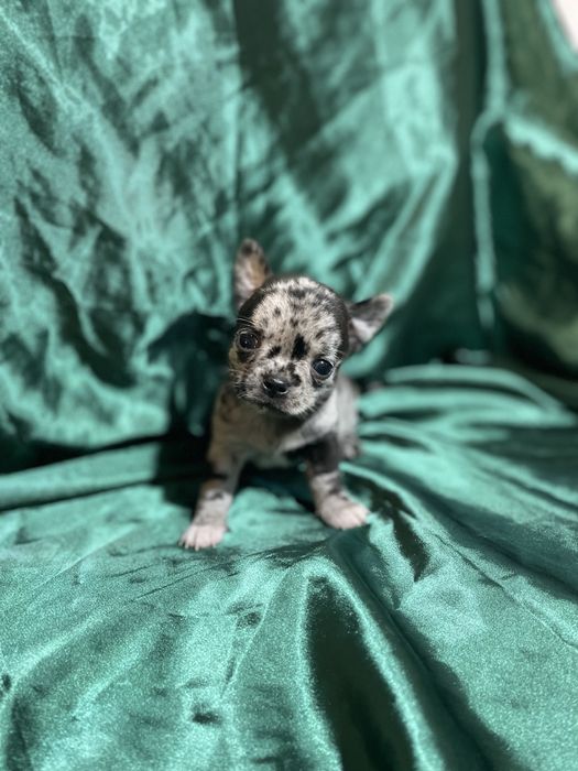 Малыши чихуахуа мерлешки