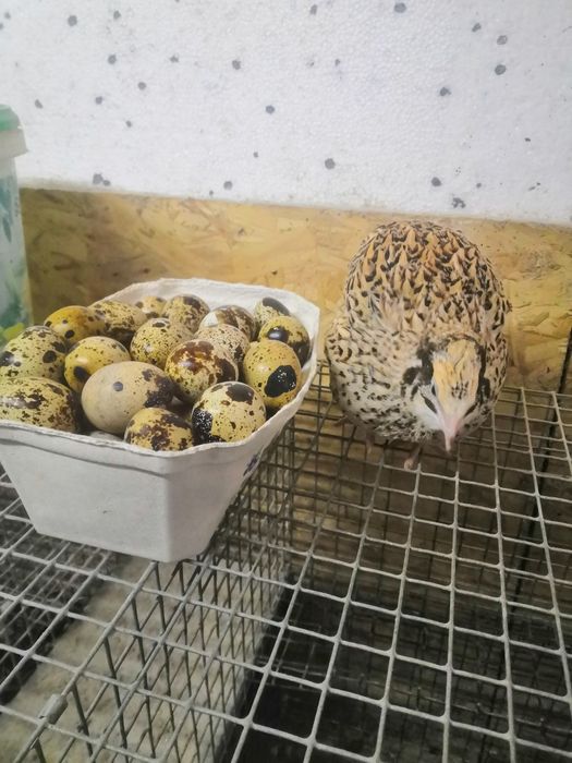 Jajka przepiórcze lęgowe i konsumpcyjne