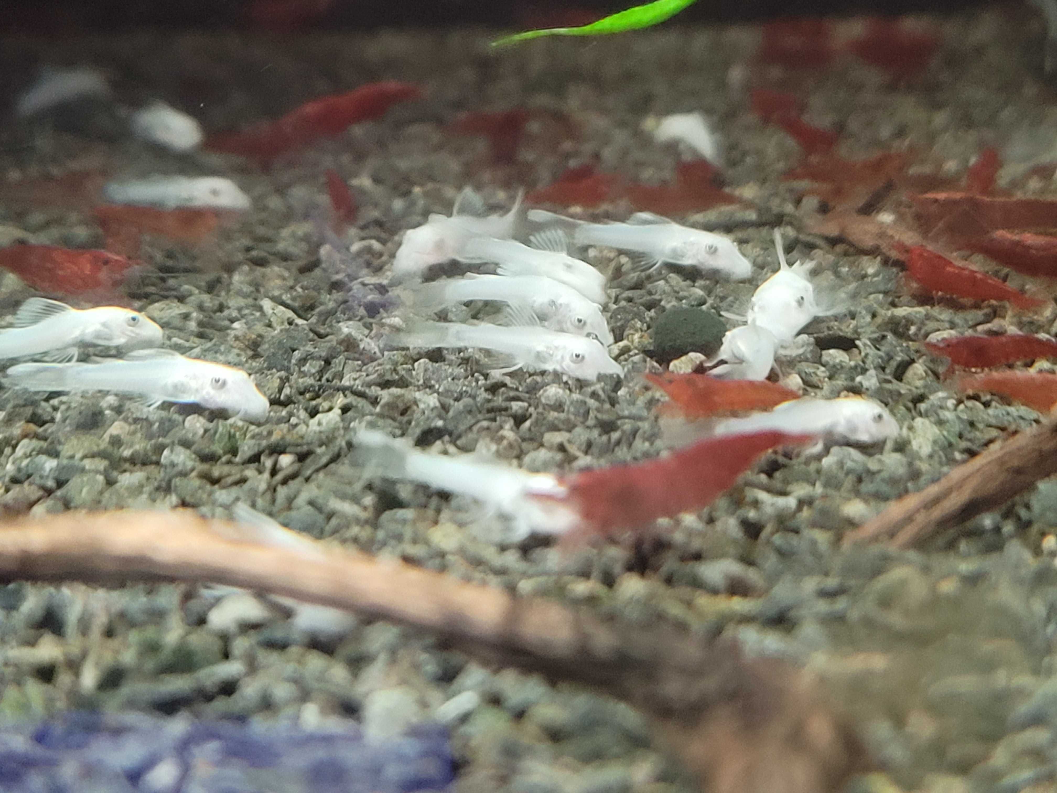 L144 Snow White Ancistrus Glonojad młode 3cm+