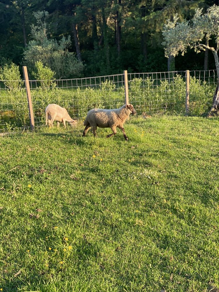 Borrego suffolk