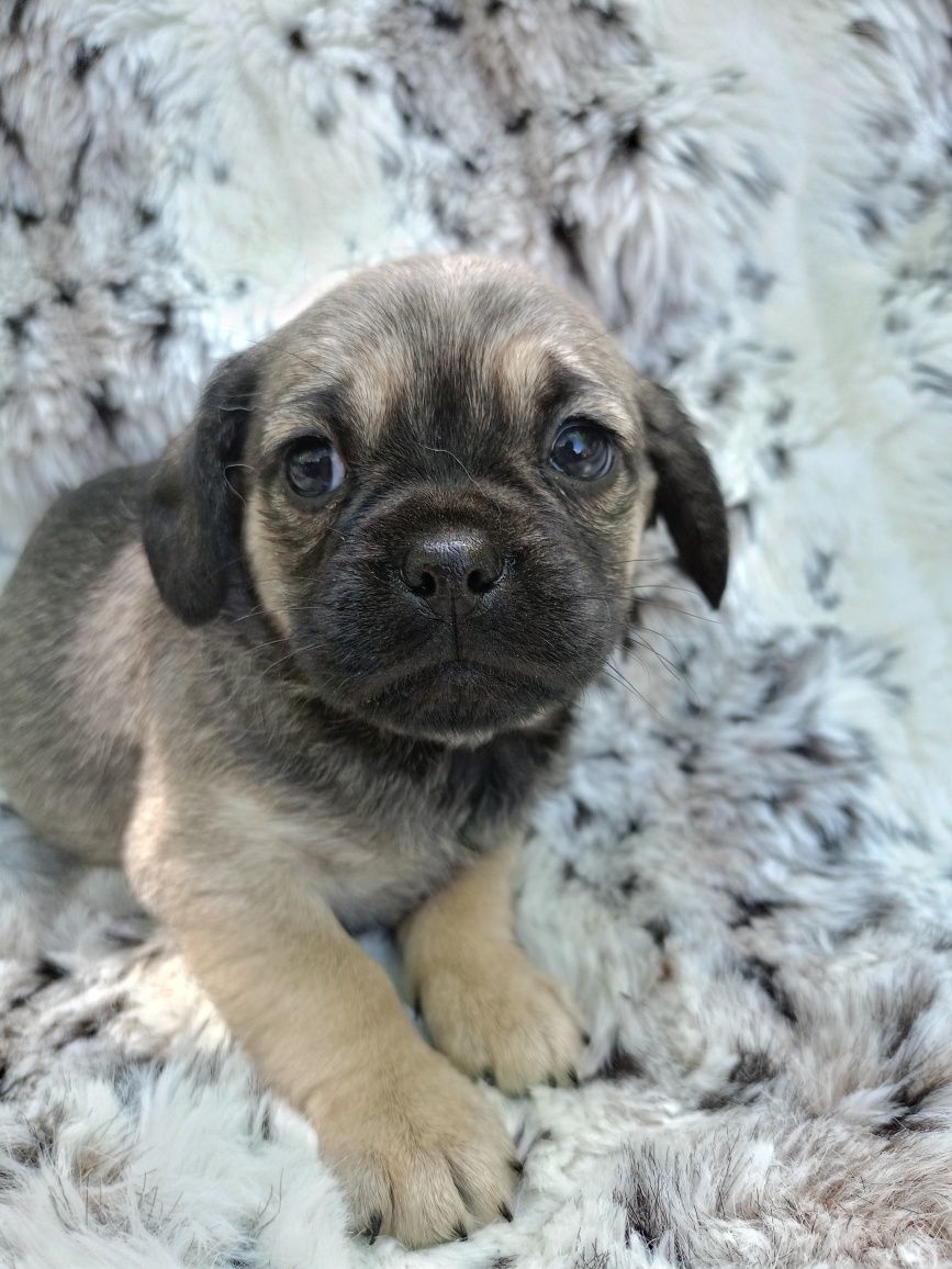 SUCZKA Mops + Chihuahua, cudowny charakter