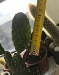 Opuncja Rubescens 2szt. szczepki do ukorzenienia