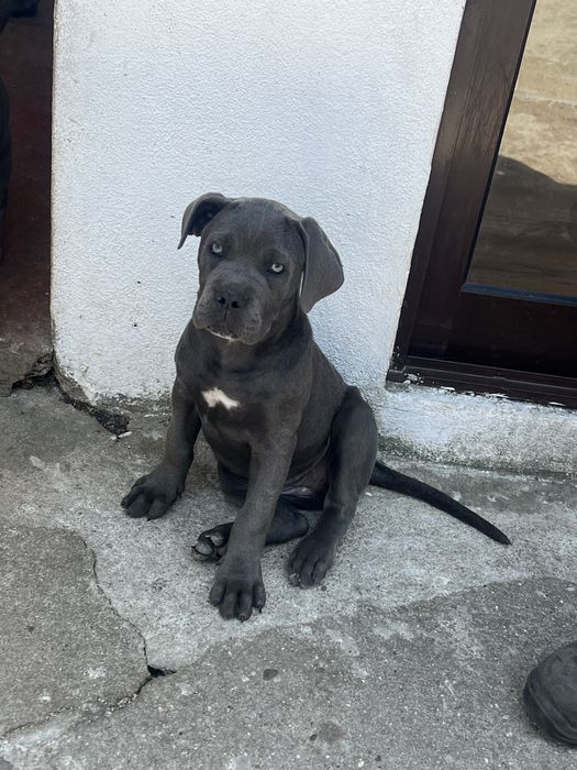 Cane Corso cinzento  Casa do tavarsbull