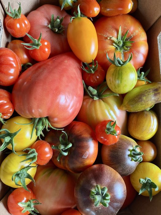 Zestaw na zamowienie nasiona pomidorów kolekcjonerskie