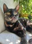 Freya cudna kicia do adopcji
