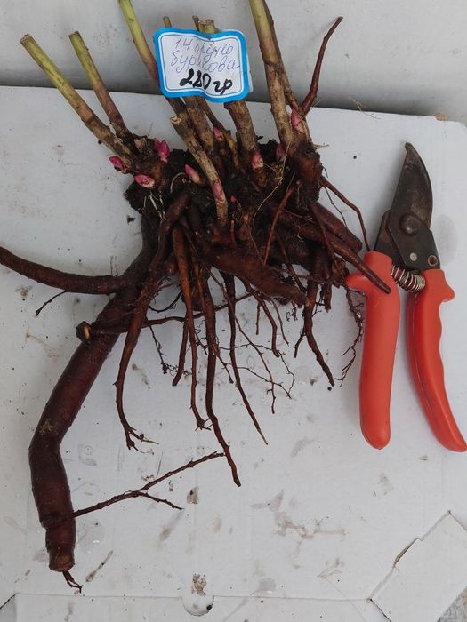 Півонії білого кольору Festiva Maxima, бордова Felix Crousse